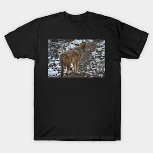 Coyote T-Shirt